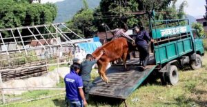 सडक चौपायाको व्यवस्थापनमा पोखरा महानगरको सक्रियता