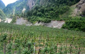 एक सय ५९ हेक्टरमा फलफूल खेती विस्तार