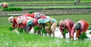 गण्डकीमा ९९ प्रतिशत रोपाइँ