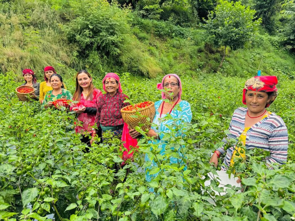गलकोटका महिला अकबरे खुर्सानी खेतीमा आकर्षित