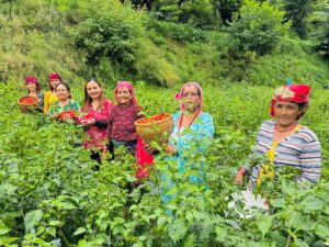 गलकोटका महिला अकबरे खुर्सानी खेतीमा आकर्षित